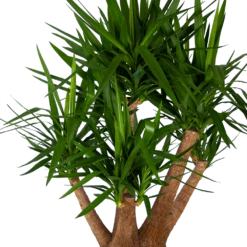 Yucca - Vertakt - Palmlelie - P45 H170 - Kamerplant -FloraHome Verkoopwinkel yucca vertakt palmlelie p45 h170 kamerplant 3