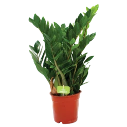 Zamioculcas Zamiifolia - Emerald Palm - P17 H60 - Kamerplant -FloraHome Verkoopwinkel zamioculcas zamiifolia emerald palm p17 h60 1 2
