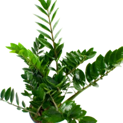 Zamioculcas Zamiifolia - Emerald Palm - P21 H80 - Kamerplant 6 Zamioculcas Zamiifolia - Emerald Palm - P21 H80 - Kamerplant -FloraHome Verkoopwinkel zamioculcas zamiifolia emerald palm p21 h80 5