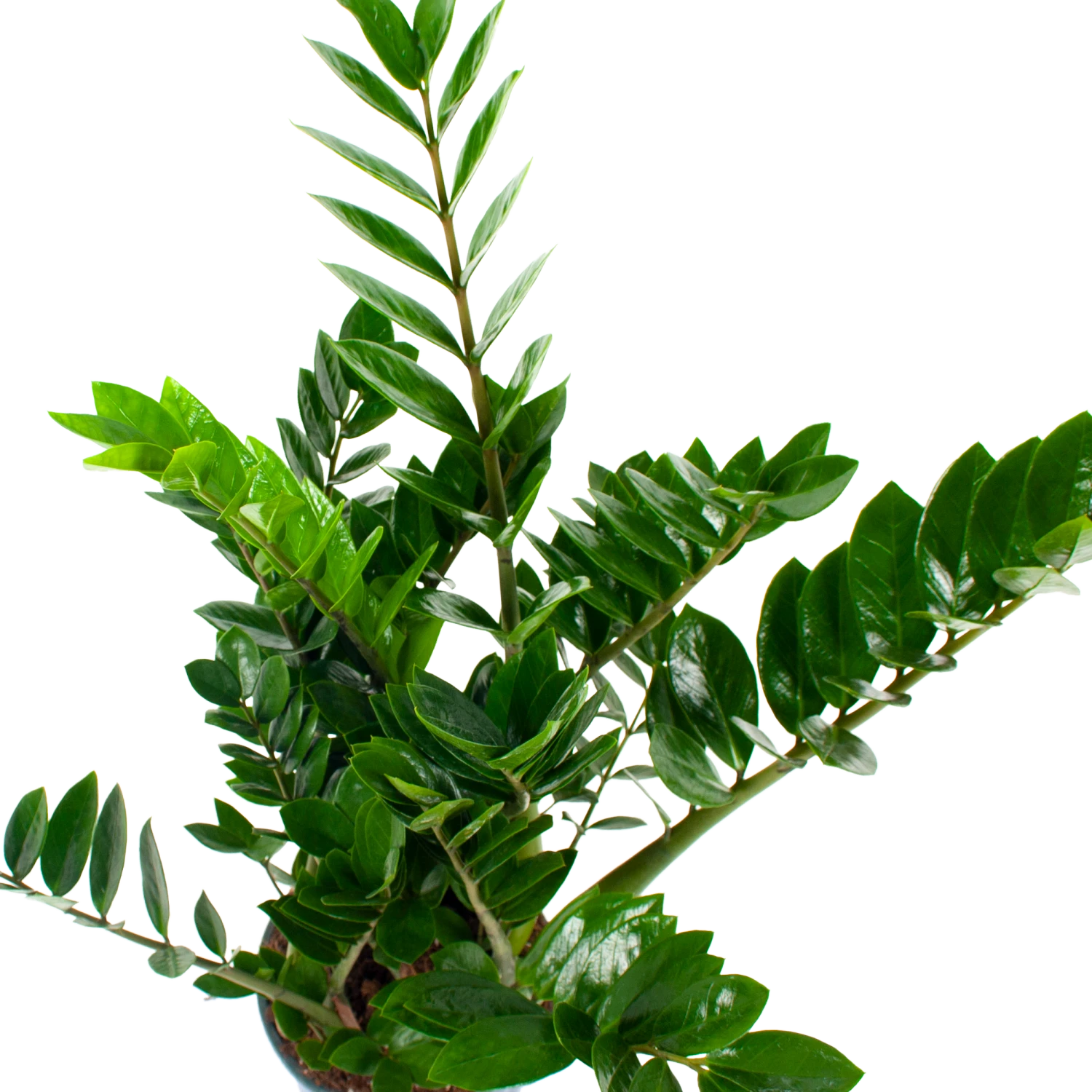 Zamioculcas Zamiifolia - Emerald Palm - P21 H80 - Kamerplant 4 Zamioculcas Zamiifolia - Emerald Palm - P21 H80 - Kamerplant - Afbeelding 2