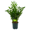 Zamioculcas Zamiifolia - Emerald Palm - P24 H90 - Kamerplant 2 Zamioculcas Zamiifolia - Emerald Palm - P24 H90 - Kamerplant -FloraHome Verkoopwinkel zamioculcas zamiifolia emerald palm p24 h90 4