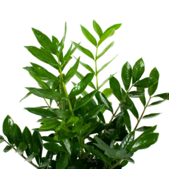 Zamioculcas Zamiifolia - Emerald Palm - P24 H90 - Kamerplant -FloraHome Verkoopwinkel zamioculcas zamiifolia emerald palm p24 h90 5