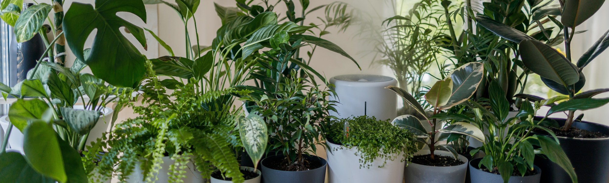 Voorkant -FloraHome Verkoopwinkel banner986